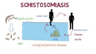 Schistosomiasis Bilharzia– an overview [upl. by Eda]