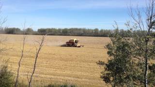 John Deere 9600 and TR 96 Harvesting Barley [upl. by Brynn764]