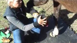 Horse Boots  Cavallo Sport Hoof Boot Fitting [upl. by Dale]