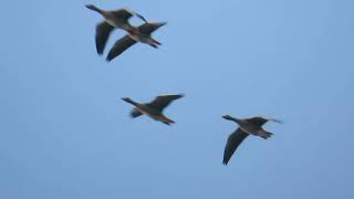 Greylag Goose Anser anser Grauwe Gans Meijendel ZH the Netherlands 24 Nov 2024 16 [upl. by Elwood870]