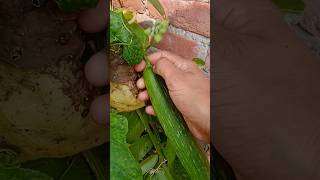 Harvesting vegetablesfarmingshort shortstrendingyoutubeshortsharvest trending [upl. by Tfat200]