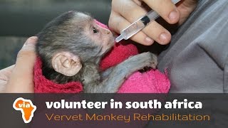 Baby Season at the Vervet Monkey Rehabilitation Project [upl. by Yarrum]