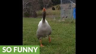 Geese scream in excitement upon owners return [upl. by Adriel332]