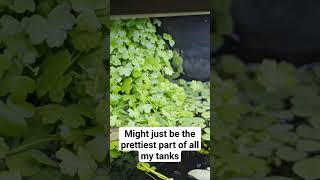 Hydrocotyle tripartita covering the filter outlet hydrocotyle plantedtank aquarium aquascape [upl. by Reedy]