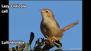 Lazy Cisticola call [upl. by Yllop830]