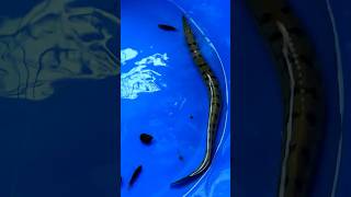 Giant Spiny Lake Eel Caught using Sepa Fishing❤️🥳fish eel eelfishing shorts fishing riverfish [upl. by Aiuqcaj]