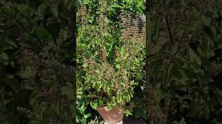 Thulasi chettu Luckyrudhran tulasi green vanam ytshortsdailyshorts ytviral lnaturelovers [upl. by Jann]