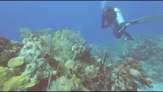 scuba divers hear sonar ping from a submarine near them terrifying [upl. by Ahtilat449]