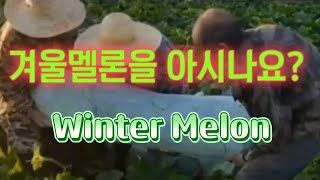 농작물 겨울멜론 동아 winter melon 아시나요 🍈 Benincasa hispida [upl. by Aneema]