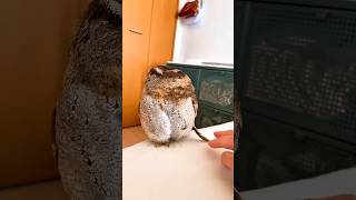 Dangerous Owl🦉 shorts owl shortvideos owls [upl. by Altaf]