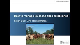 How to manage leucaena once established [upl. by Gawen]