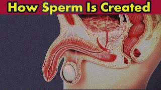 The Journey of Sperm From Creation to Conception  How Sperm Is Created [upl. by Togram850]