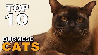 TOP 10 CUTE AND FUNNY BURMESE CATS BREEDS [upl. by Serge]