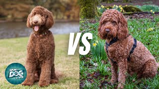 Labradoodle vs Cockapoo  Which Poodle Hybrid is Better [upl. by Nylacaj]