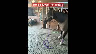 Horse loves treats horse equestrian horsevideo funnyanimals [upl. by Hosfmann]