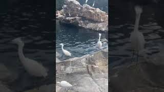 Con las focas en SeaWorld Orlando travel [upl. by Eelirol898]