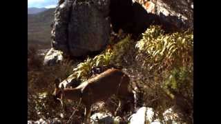 A Klipspringer caught by our camera trap in Table Mountain National Park [upl. by Pollock]