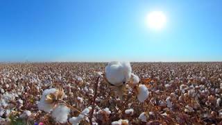 360 Supima Cotton A Day in the Fields [upl. by Dacy]