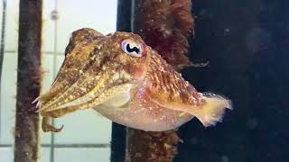 European common cuttlefish  Sepia officinalis [upl. by Mcnamara]