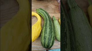 SUMMER SQUASH VARIETIES WERE GROWING THIS YEAR  2024 Connecticut Garden zone6b [upl. by Lebyram156]