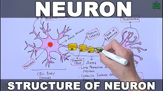 Neuron  Nerve Cell [upl. by Landsman419]