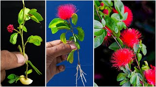 How to grow Calliandra plant from cutting  Red powder puff plant [upl. by Aehc]