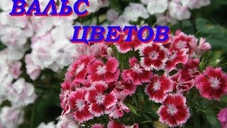 Самые красивые цветы в мире  Beautiful flowers of Russia [upl. by Navak]