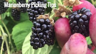 How to pick ripe Marionberries Oregons best Blackberry [upl. by Etnovaj]