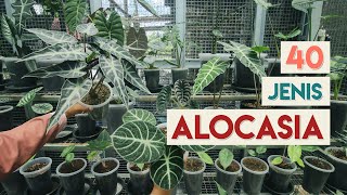 40 Jenis Tanaman Hias ALOCASIA  ALOKASIA [upl. by Ttebroc610]