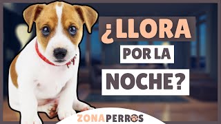 Qué hacer si tu cachorro LLORA POR LAS NOCHES [upl. by Manuela]