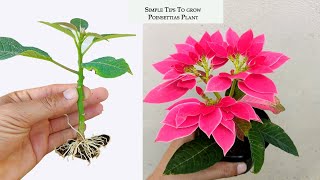 How to propagate poinsettia plant in simple method [upl. by Llorre]