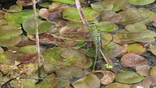 Ovipositing Emperor Dragonfly [upl. by Nomsed228]