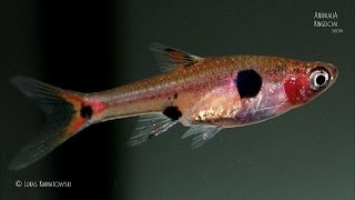 Dwarf Rasbora Rasbora maculata  Animalia Kingdom Show [upl. by Lacee]