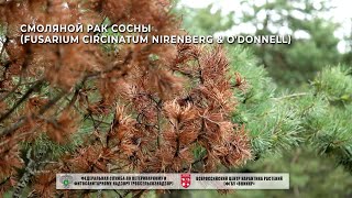 Смоляной рак сосны Fusarium circinatum Nirenberg amp ODonnell [upl. by Minny827]