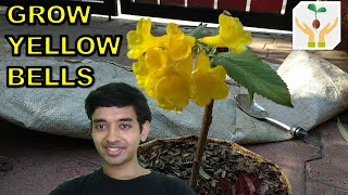 How to Grow Yellow Bells  Tecoma Stans from Cutting [upl. by Leiand]