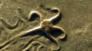 Brittle star crawling on the beach [upl. by Healion]