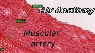 Muscular artery histology  Air Anatomy [upl. by Froh]