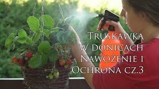 Nawożenie i pielęgnacja Cz 3 – Uprawa truskawek wiszących i pnących w donicach na balkonie [upl. by Jacquelin]