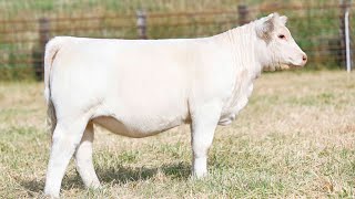 Coudron Charolais Tag 6 [upl. by Ornas]