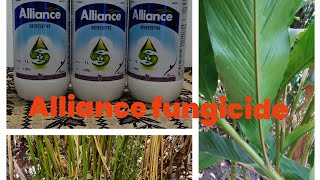 azoxystrobin 11tebuconazol 1830 Alliance Fungicide മഴകാലത്തിനു മുന്നോടിയായി കൊടുക്കാൻ പറ്റിയ [upl. by Henrik749]