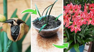 How to Pollinate Amaryllis Lily Flowers to Produce Seeds  Growing Hippeastrum from Seeds [upl. by Ecnatsnok505]