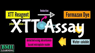 XTT Assay  Cell Proliferation Assay  Cell Viability Assay [upl. by Weinstein]