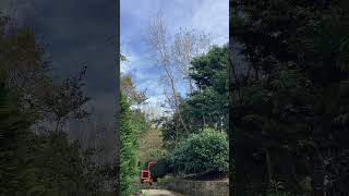 Tree felling Aigburth Liverpool Karl Fischer Garden Grounds amp Tree Maintenance Liverpool [upl. by Chae]