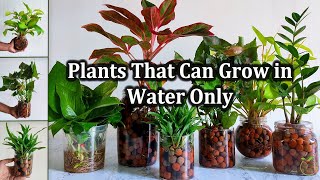 These Indoor Plants That Can Grow in Water Only at Home  How to grow plants in waterGREEN PLANTS [upl. by Grani]