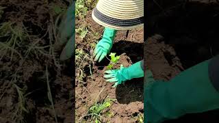 Reforestando la Sierra de Guadalupe con Proyecto Migala [upl. by Brine662]