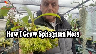 How to Grow Live sphagnum moss for top dressing on my Nepenthes 92 [upl. by Armelda]