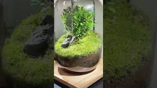 Terrarium part 165 terrarium aquascape aquarium trending plants decor [upl. by Imre]