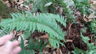 Sword fern Polystichum munitum [upl. by Jeno]