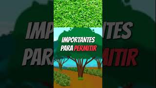 Beneficios de los Sistemas Agroforestales shorts [upl. by Barr863]