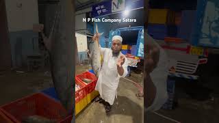 सातारा शनिवार स्पेशल फिश🦈🦐🦀🦞 movie kgf music trading seafood npfc news satarakar satara [upl. by Kern]